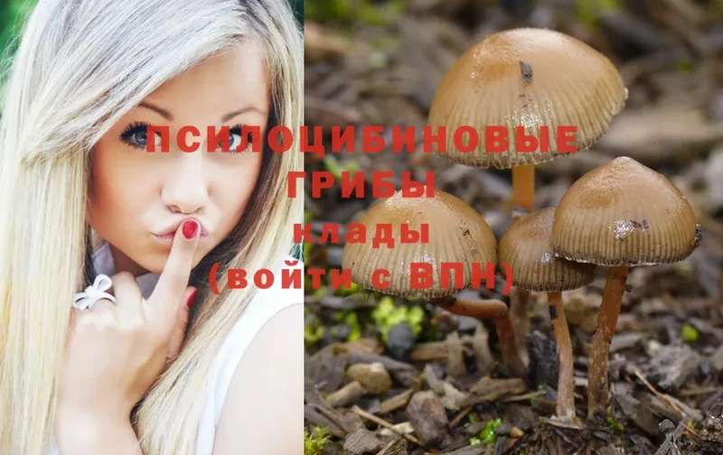 omg маркетплейс  продажа наркотиков  Луга  Псилоцибиновые грибы Magic Shrooms 